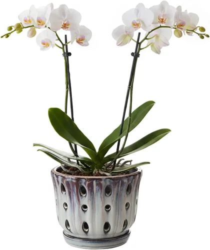 Vista 18 de Maceta de Cerámica para Orquídeas con Platillo Adjunto y Agujero de Drenaje de 6 Pulgadas (Negro)