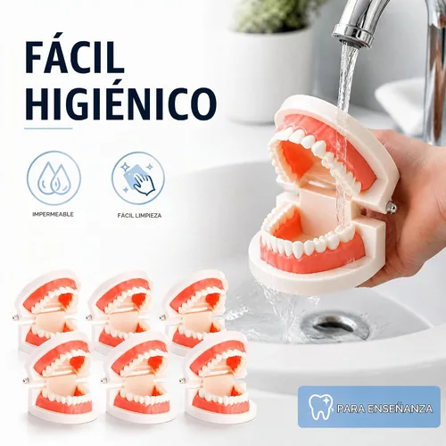 Vista 12 de ZENFUN Paquete de 6 modelos de dientes dentales, modelo de demostración dental para estudio, modelos de dientes estándar, modelo de boca
