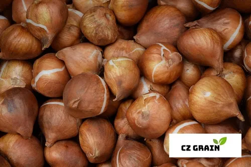 Vista 2 de 20 bulbos de tulipanes de colores mixtos para plantar, fáciles de cultivar, fabricados en Estados Unidos, se envía desde Iowa