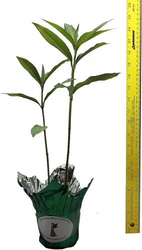 Vista 5 de Milkweed Yellow Semi Tropical Planta viva Perenne Mariposa Jardín Anfitrión Asclepias Starter Size 4 Inch Pot Emerald TM