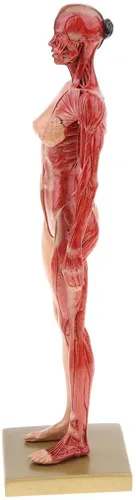 Vista 3 de BONEW Resina masculina y femenina de 11.8 in, anatomía anatómica humana, cabeza de cráneo, modelo de cuerpo, modelo de hueso muscular