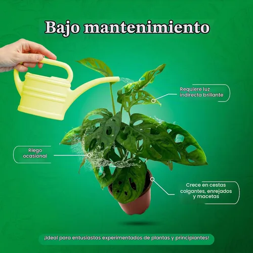 Vista 4 de BubbleBlooms Planta de queso suizo Monstera Adansonii, vive en una maceta de 4 pulgadas por BubbleBlooms