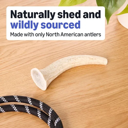 Vista 3 de Marca Amazon – Cuerno de ciervo Wag masticable para perros, mudado naturalmente, entero, mediano de 6 a 7.5 pulgadas, de larga duración