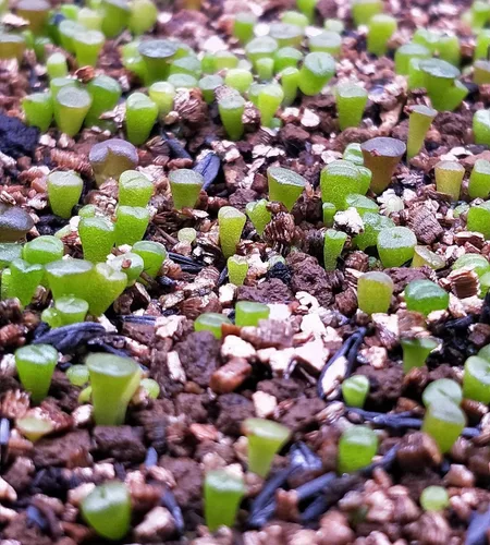 Vista 3 de Lithops - Mezcla de semillas recién cosechadas, paquete de 50 semillas