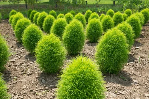 Vista 3 de Flores anuales verdes de Kochia arbusto ardiente mexicano para plantar 500 semillas