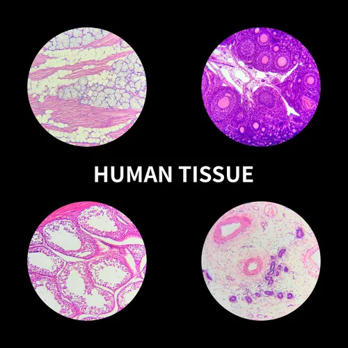 Vista 5 de Diapositivas preparadas del microscopio con las muestras 100Pcs para la ciencia de los estudiantes de los niños Animal Plant Insect Specimens
