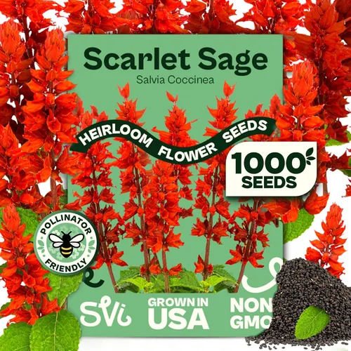 Vista 25 de Queen Anne 's Lace- 200 semillas – 50% de descuento venta