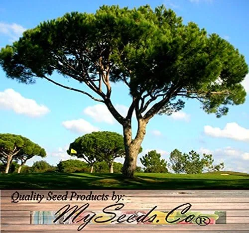 Vista 6 de Semillas para árbol de pino sin transgénicos de MySeeds.Co