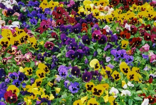 Vista 6 de Semillas Viola Swiss Giant Mix (morado, rojo, amarillo, blanco, negro) Pansy Bienal Flower Non GMO