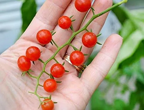 Vista 5 de Más de 30 semillas de tomate de grosella y guisantes dulces, sin OMG, extra dulce y de gran rendimiento, bajo en ácido, indeterminado, polinizado