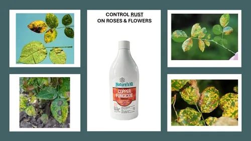 Vista 4 de Nature's IQ Fungicida de cobre. Controla el moho polvoriento, la mancha negra y el óxido. Para uso en rosas, flores, ornamentales, frutas, verduras