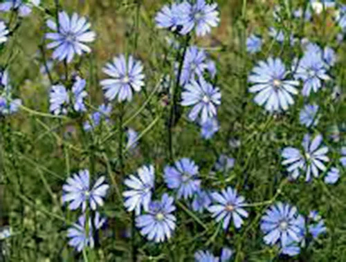 Vista 2 de Más de 100 semillas de achicoria azul azul, hermosa flor de corte azul