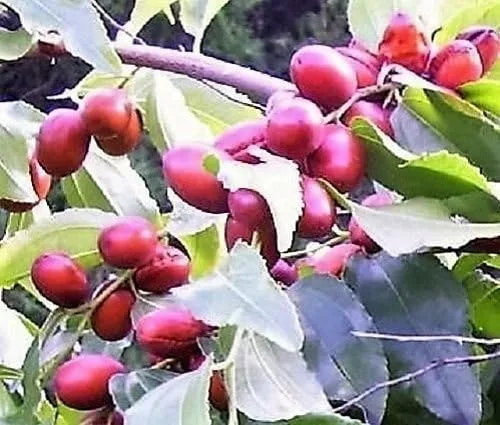 Vista 2 de 20 semillas de flores amarillas de azufaifo comestibles de azufaifo de azufaifo chino rojo