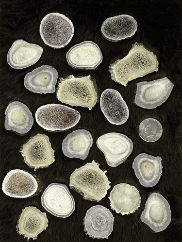 Vista 6 de Cuernas/rebanadas de cuernos de ciervo Dakota natural (manualidades, fabricación de joyas, suministros de reborde) (pequeño)
