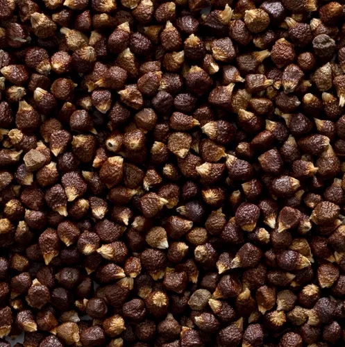 Vista 3 de Frontier Bulk Grains of Paradise Seed Entero, 16 onzas