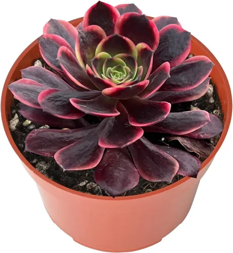 Vista 19 de Suculenta viva Sedum Adolphi 'Firestorm', 4 pulgadas, totalmente arraigada, fácil de cuidar