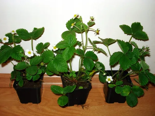 Vista 2 de Semillas Alpine Strawberry Regina No GMO Heirloom Everbearing