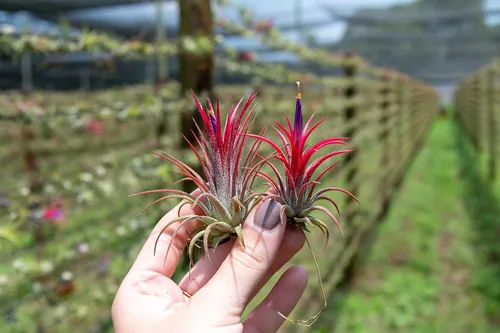 Vista 3 de Plantas Aéreas Ionantha Mexicanas - Los colores y la forma varían debido a la estacionalidad - Plantas Suculentas Tillandsia Vivas para Casa