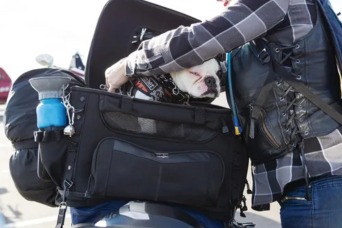 Vista 12 de Kuryakyn 5288 Grand Pet Palace: Transportador portátil resistente al clima para mascotas de motocicleta/gato/perro para portaequipajes o asiento