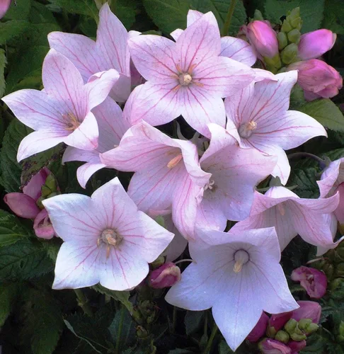 Vista 4 de Semillas Flor de globo rosa Platycodon Flores perennes de Bellflower chino para plantar