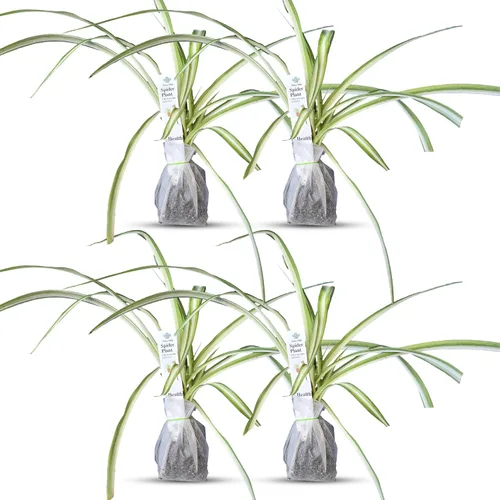 Vista 38 de Plantas de aloe coral (Aloe striata) - Suculenta viva con llamativos bordes rosados y hojas lisas y planas para jardinería en interiores