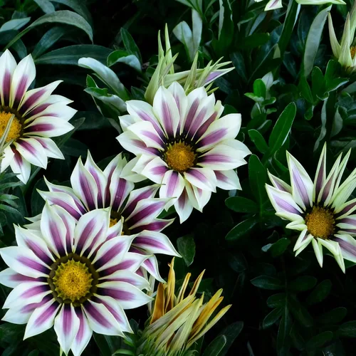 Vista 5 de Gazania - Semillas de margaritas para plantar, más de 100 semillas mixtas de Gazania, flor perenne, semillas de Gazania sin OMG para jardín y hogar