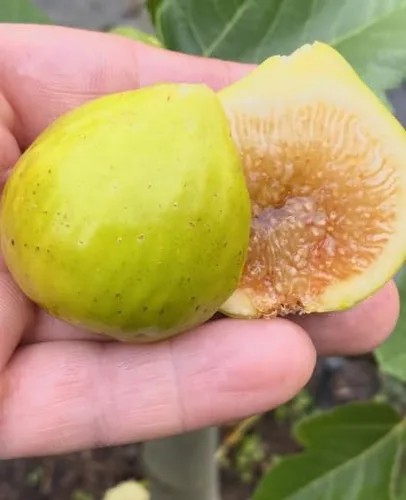 Vista 6 de Peter's Honey Fig Tree - Planta viva en maceta, fruta dulce, resistente al frío, fácil de cultivar