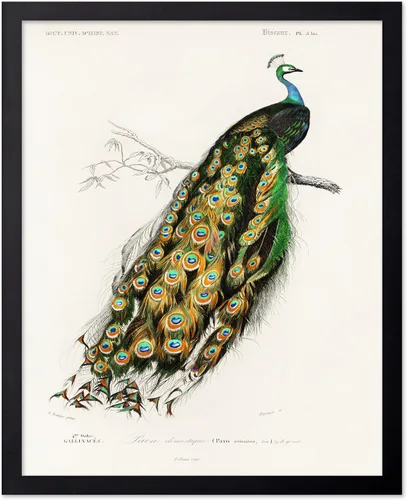 Vista 109 de Poster Master Póster vintage de James Audubon – Impresión retro de amargo americano – Arte de aves de América – Regalo para hombres, mujeres
