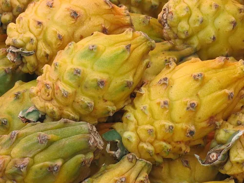 Vista 2 de Corte amarillo de la fruta del dragón 8 Inc a 10 Inc longitud para plantar 1 corte