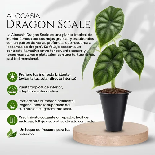 Vista 5 de Colección de Plantas Alocasia (paquete de 4) - Cuprea, Ratón Mickey, Dragón Plateado, Escala de Dragón - Raras Plantas de Interior, Plantas Exóticas
