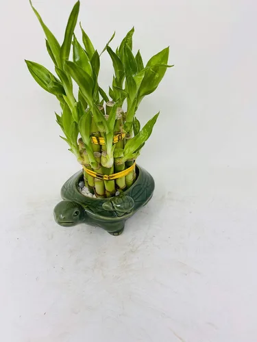 Vista 2 de Lucky Bamboo - Torre de 2 niveles con maceta de tortuga, única de Jmbamboo