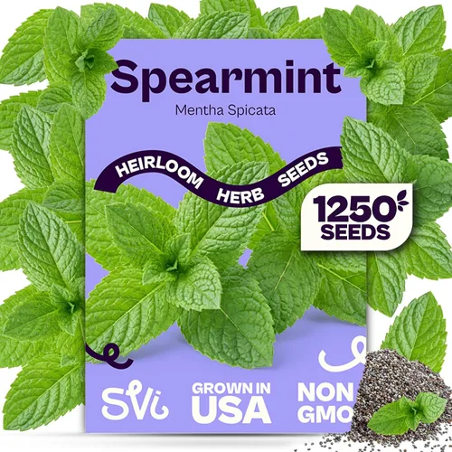 Vista 9 de SVI 2000 semillas de albahaca genovesa (Ocimum basilicum) - Paquetes de semillas de albahaca dulce - Semillas aromáticas de hierbas culinarias