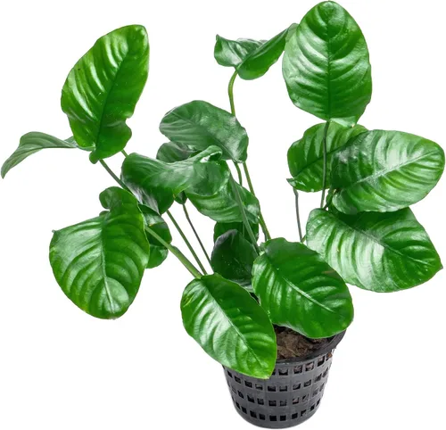 Vista 34 de SubstrateSource Plantas vivas – Anubias Hastifolia (Anubias hastifolia) – Luz baja a moderada, hojas en forma de flecha de color verde medio a