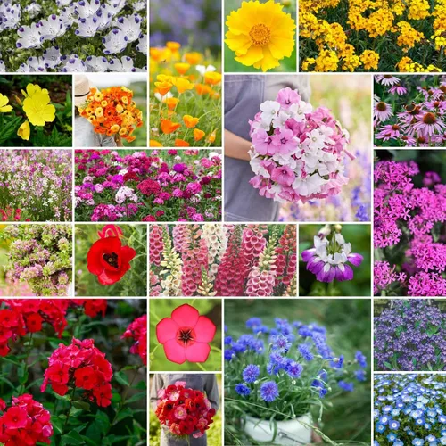 Vista 3 de Eden Brothers Todas las semillas anuales mixtas de flores silvestres para plantar, 1 onza, semillas con girasol, manta india, lino escarlata Atrae