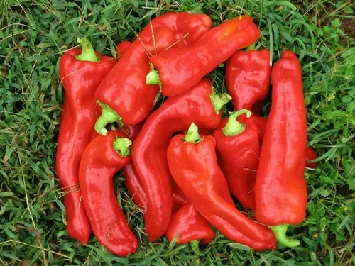 Vista 4 de Semillas Gigante Dulce Pimiento Rojo Cuerno No GMO Heirloom