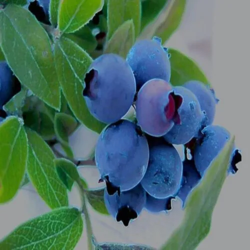 Vista 2 de Aceite aromático Wild Blueberries (botella de 8 onzas) para hacer velas, hacer jabón, hacer tartas, aerosoles de habitación, lociones, ambientadores