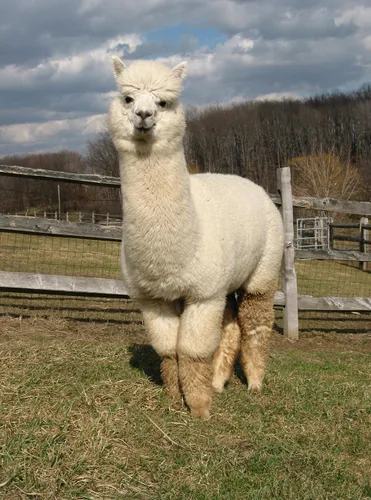 Vista 4 de Inca Fashions - Bufanda de alpaca en espiga - 100% lana de alpaca bebé - Unisex