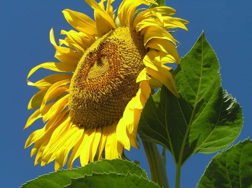 Vista 2 de Girasol, mamut ruso, 100 semillas por paquete, recién cosechadas, 8-12 pies de altura, flores gigantes