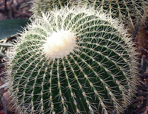 Vista 4 de Ball Cactus Mix 15 Semillas - Notocactus - Fácil de cultivar!