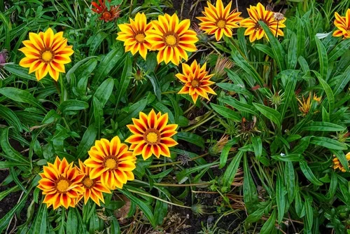 Vista 2 de Semillas de flores de Gazania - Más de 500 semillas para cultivar - Fabricado en Estados Unidos, se envía desde Iowa, ideal con caléndula o rosas.