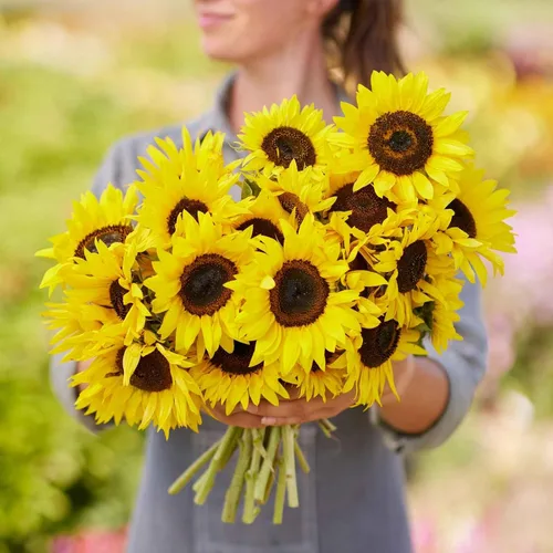 Vista 46 de Eden Brothers Semillas de girasol - Autumn Beauty