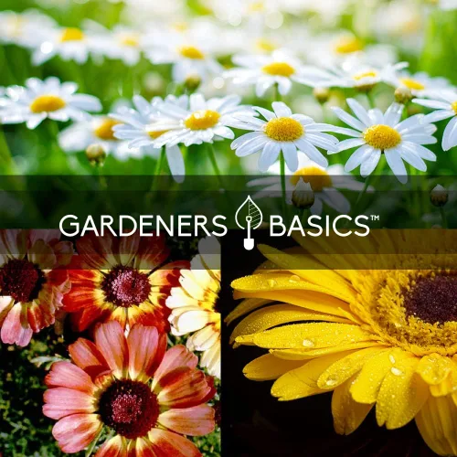 Vista 4 de Gardeners Basics, Semillas de margaritas para plantar al aire libre (paquete de 3 variedades) Margarita Shasta de Alaska Shasta, margarita pintada