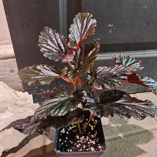 Vista 5 de Juego de 2 plantas vivas de begonia, plantas raras de begonia para colgar, canasta colgante ornamental de 5"-9" de alto (Ala de Ángel Negro)