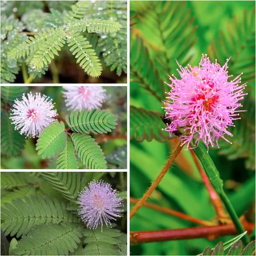 Vista 2 de Seed Needs Semillas de mimosa para plantar plantas sensibles Flores anuales 1 paquete