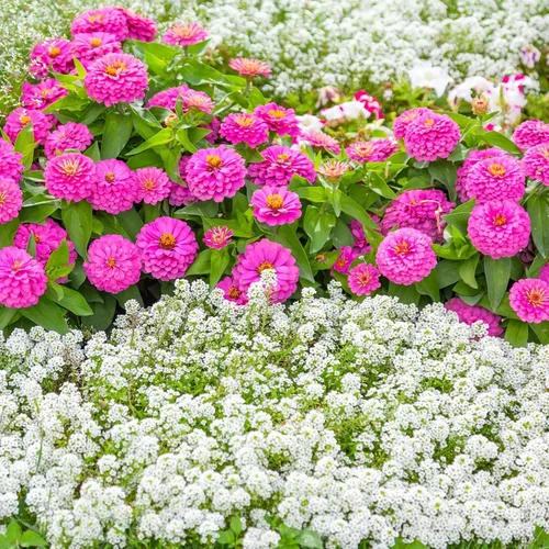 Vista 8 de Eden Brothers Alyssum Seeds - Cesta de Oro