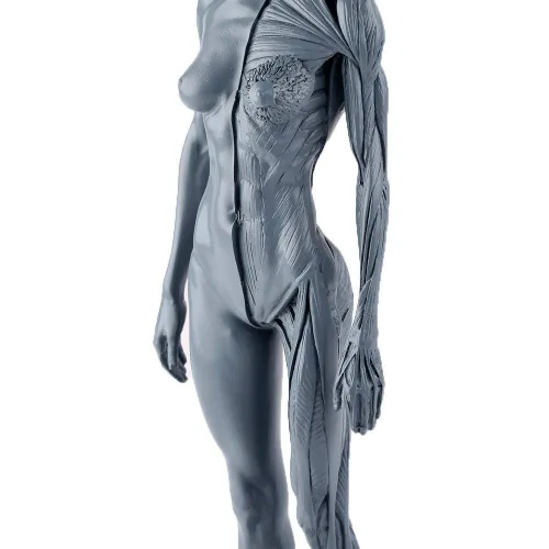 Vista 4 de Dental Nueva Anatomía Anatómica Femenina Cráneo Cabeza Cuerpo Modelo Músculo Hueso (11.8 in) Altura