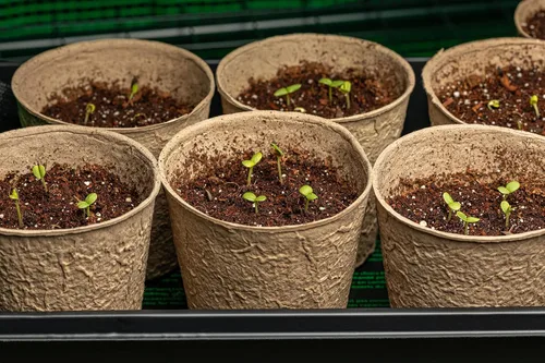 Vista 9 de 250 semillas de zinnia de California Giants para plantar, semillas de flores de primera calidad cultivadas en Estados Unidos sin OMG cultivadas