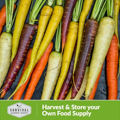 Vista 5 de Semillas de zanahoria arcoíris para plantar, mezcla colorida de reliquia que incluye zanahorias moradas, amarillas y naranjas, vegetales de jardín
