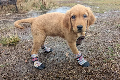 Vista 14 de Botas protectoras para patas de perro en neopreno, para todos los climas, con correas retráctiles en 5 tamaños., Negro