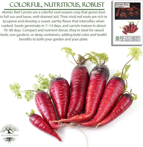 Vista 5 de Semillas de zanahoria roja atómica (Daucus carota) – Más de 250 semillas de reliquia sin OMG, raíces rojas vibrantes ricas en licopeno, por Isla's